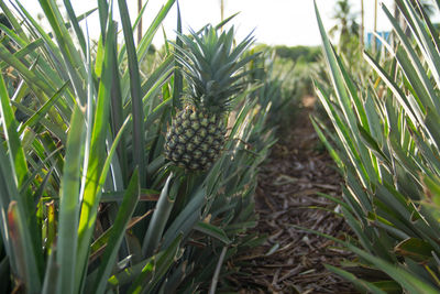 Close-up of fresh corn field