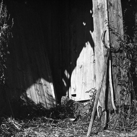 CLOSE-UP OF WOOD AGAINST TREE