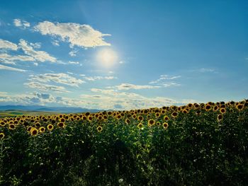 Scenic view of field against sky