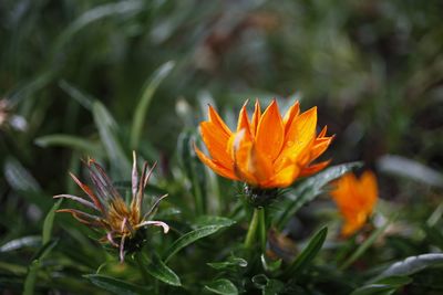 Close-up of orange flower blooming outdoors