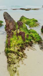 Close-up of moss on rocky beach