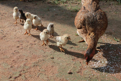 High angle view of a hen and chicks. the hen is calling its chicks to eat