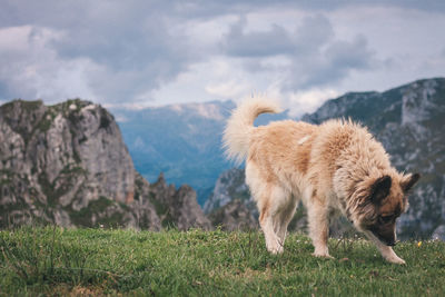 Dog standing on field against mountains