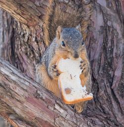 Close-up of squirrel on tree trunk