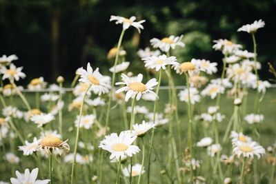 Close-up of white flowers blooming on field