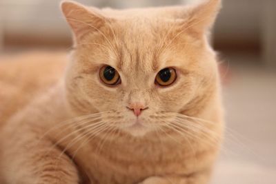 British shorthaired cat 