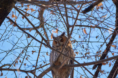 Low angle view of asio otus - long-eared owl