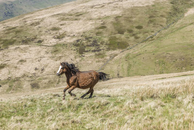 Detail of wild brown horse running against the wind in the remote valley