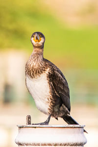 Close-up of bird perching on wood