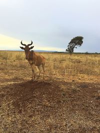 View of antelope on field