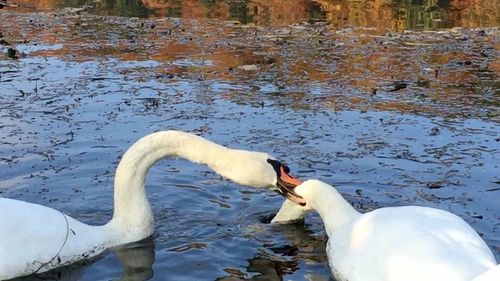 Ducks swimming in water