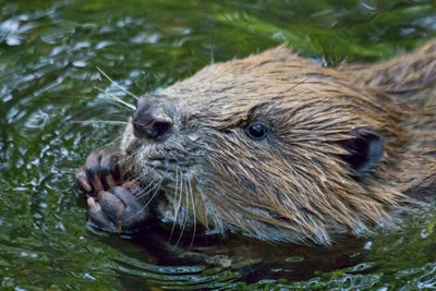 High angle view of beaver in pond