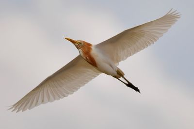 Low angle view of seagull flying