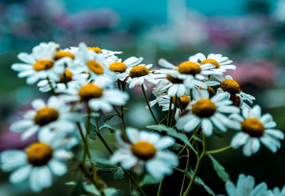 Close-up of daisy flowers