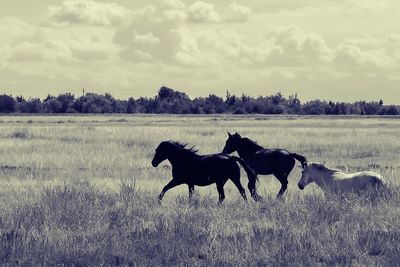 Horses on a field
