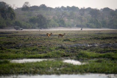 Impalas in a field