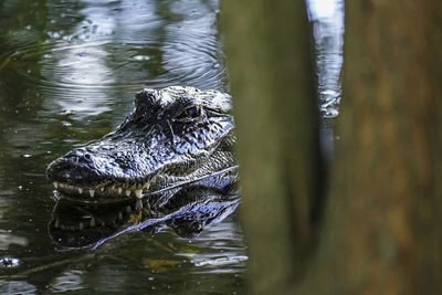 Close-up of turtle swimming in lake