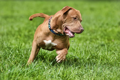 Dog looking away on grassy field