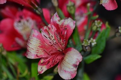 Close-up of flower blooming outdoors