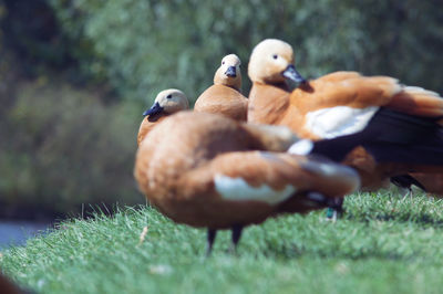 Close-up of birds on field