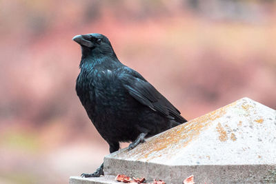 Bird perching on a wall