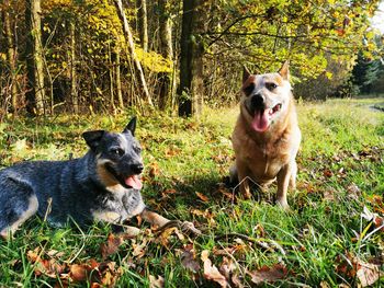 Portrait of dog in forest