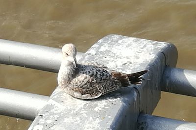 Close-up of bird perching outdoors