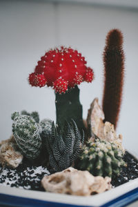 Close-up of succulent plant on table
