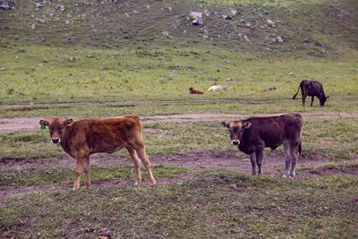 Summer road in the mountains with walking cows in the caucasus