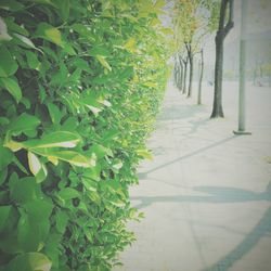 Close-up of fresh green plants