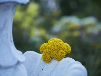 Close-up of person holding yellow flowering plant