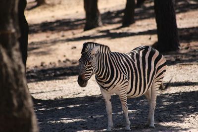 Close-up of zebra standing on field