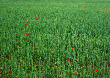 Plants growing on field