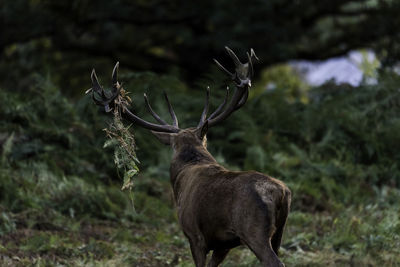 Rear view of stag in the wild