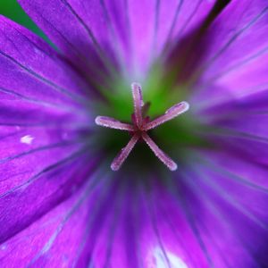Close-up of pink flower
