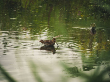 Duck swimming in lake