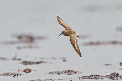 Seagull flying over sea