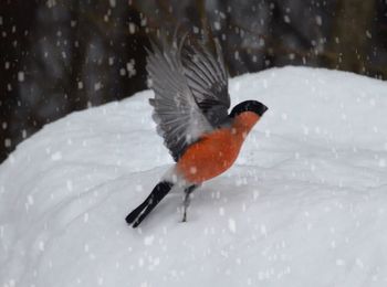 Close-up of bird on snow