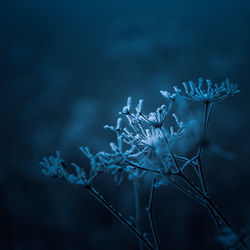 Frozen plants in a dark winter morning scenery. snowy scenery.