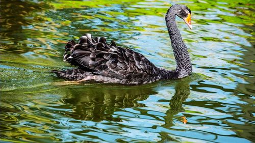 Swan swimming in lake