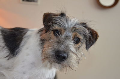 Close-up portrait of dog