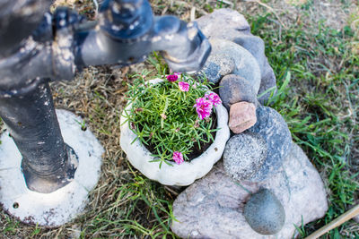 High angle view of potted plants on rocks