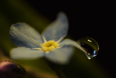 Close-up of flower against black background