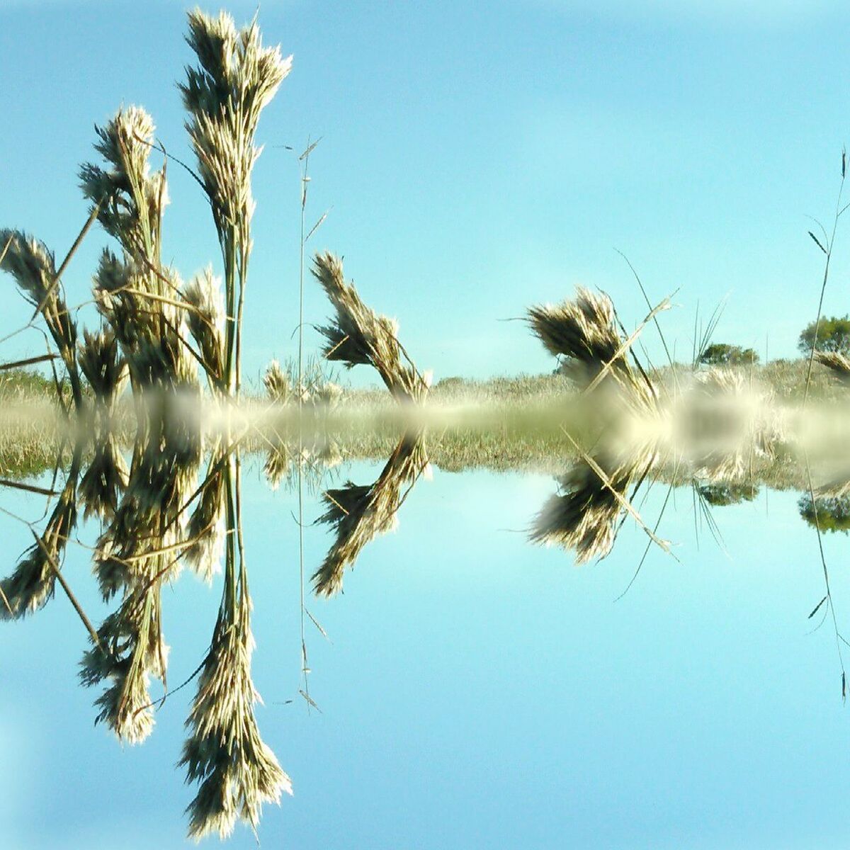 Plants water sky