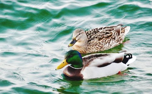 View of mallard duck swimming in lake