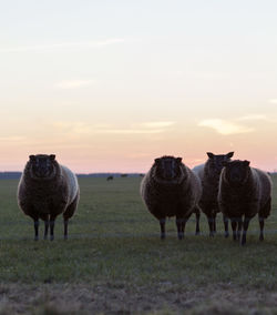 Horses in a field