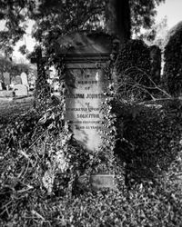 Trees growing in cemetery