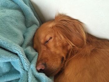 Close-up of dog relaxing at home