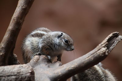 Close-up of squirrel on tree