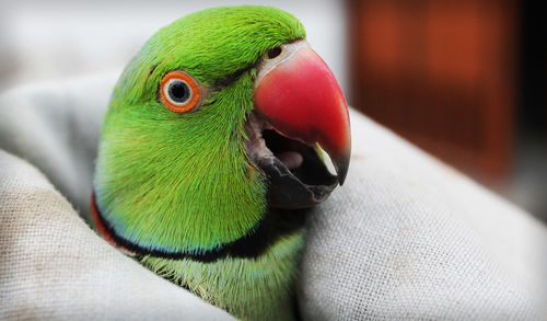 Close-up of parrot wrapped in blanket